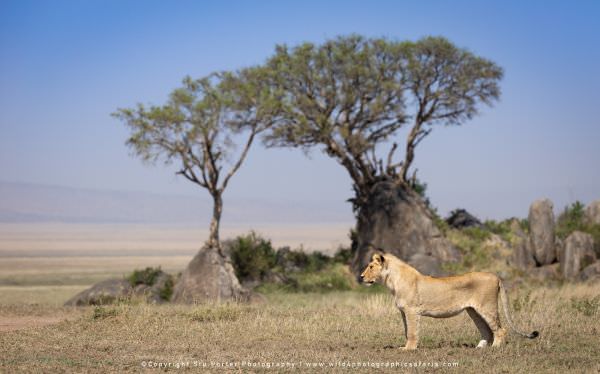 A sub-adult male Lion in the central Serengeti National park - Tanzania © Stu Porter Serengeti Photo