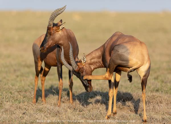Image of two Topi antelope in the Serengeti National park - Tanzania © Stu Porter African Wildlife P