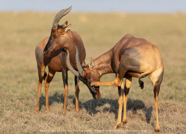 Image of two Topi antelope in the Serengeti National park - Tanzania © Stu Porter African Wildlife P Image of two Topi antelope in the Serengeti National park - Tanzania © Stu Porter African Wildlife P