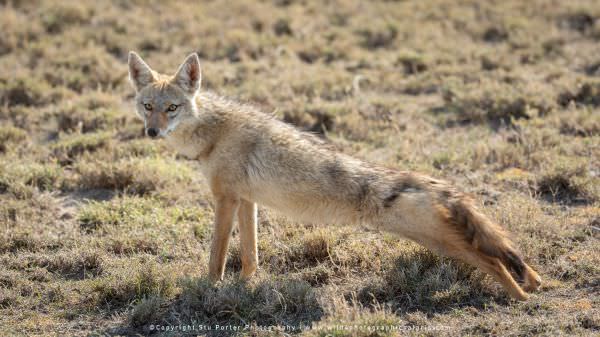 Image of a Golden Wolf (formerly known as the Golden Jackal) in the Serengeti National park - Tanzan