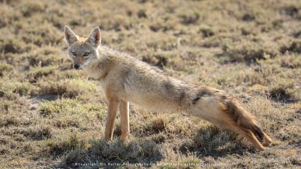 Image of a Golden Wolf (formerly known as the Golden Jackal) in the Serengeti National park - Tanzan Image of a Golden Wolf (formerly known as the Golden Jackal) in the Serengeti National park - Tanzan