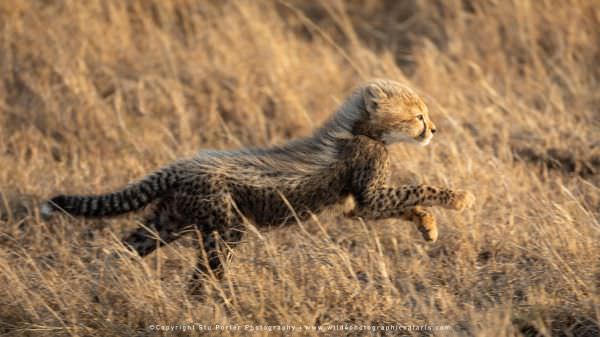 Image of a Cheetah cub running in the Serengeti National Park - Tanzania © Stu Porter African Wildli