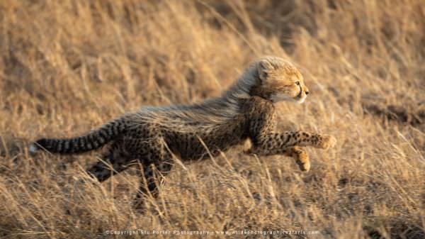 Image of a Cheetah cub running in the Serengeti National Park - Tanzania © Stu Porter African Wildli Image of a Cheetah cub running in the Serengeti National Park - Tanzania © Stu Porter African Wildli