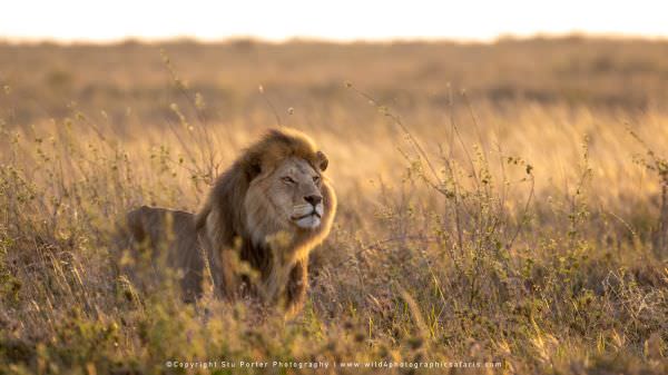 The second pride male we photographed on the same morning in the Serengeti National park - Tanzania 