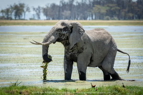 Bull Elephant in the marsh, Amboseli National park, Kenya, Stu Porter