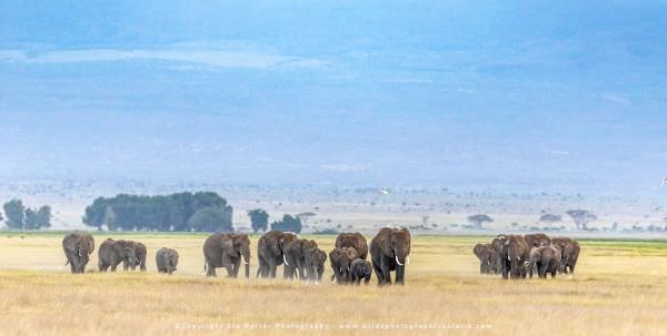 Elephant herd in Amboseli, Kenya - Wild4 Small group photo tours. Wildlife Panorama