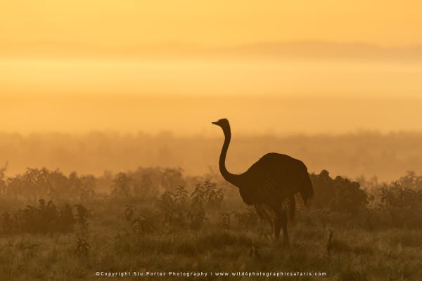 Ostrich at Sunrise, Amboseli National Park, Kenya