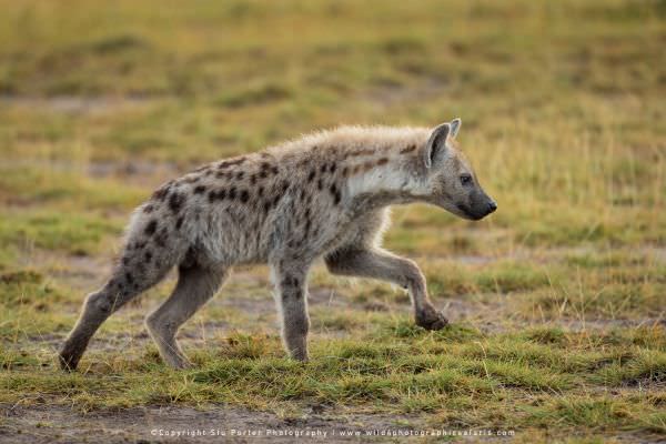 Spotted Hyaena running, Amboseli