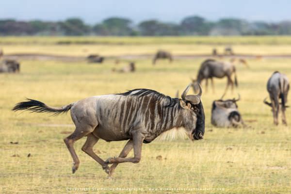 Wildebeest running, Amboseli National Park, Kenya, Stu Porter Photography