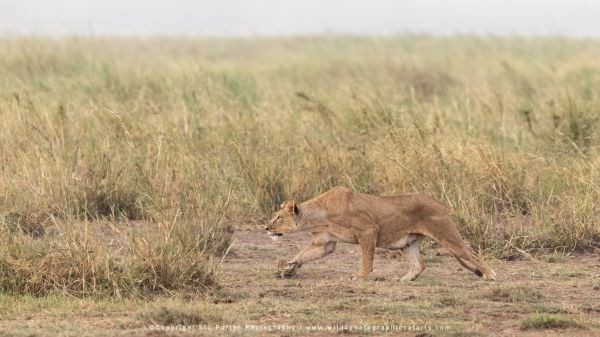 Lioness stalking Amboseli Kenya