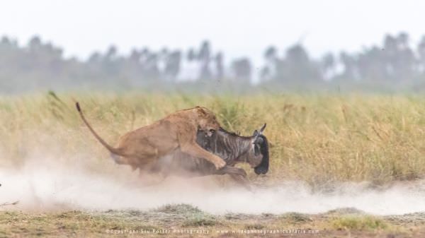 Lioness attacks Wildebeest, Amboseli National Park, Kenya