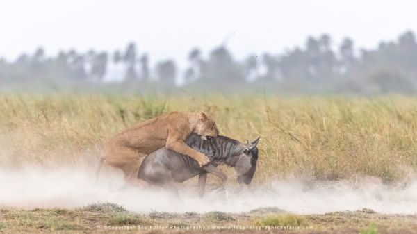 Lioness attacks Wildebeest, Amboseli National Park, Kenya