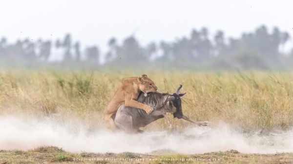 Lioness attacks Wildebeest, Amboseli National Park, Kenya