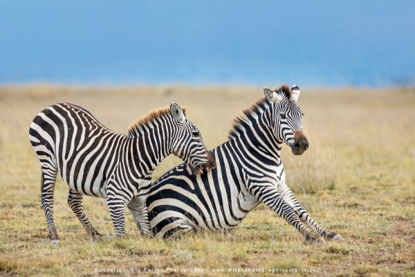 Zebra in Amboseli National Park, Kenya, photo by Stu Porter