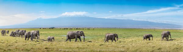 Elephants and Kilimanjaro, Kenya Amboseli photographic safari - Wildlife Panorama