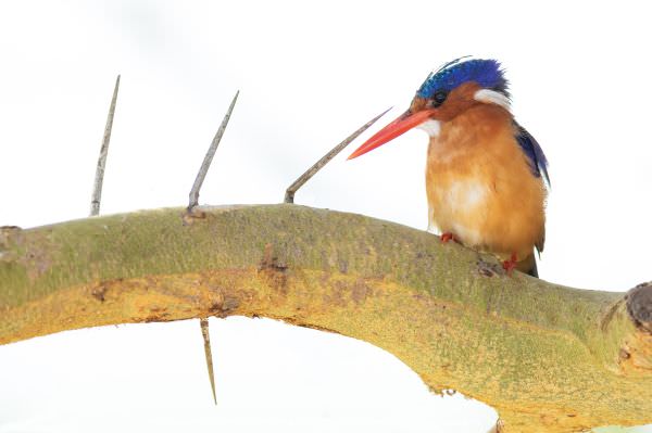 Malachite Kingfisher, Amboseli National Park, Kenya