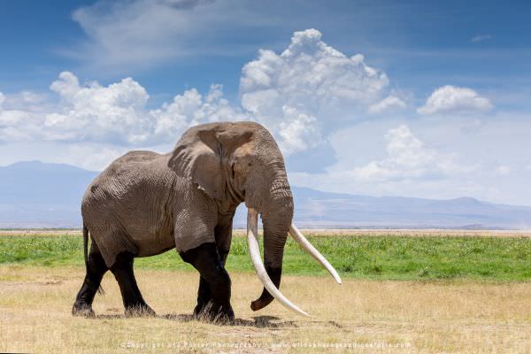 The big bull elephant known as "Tim" - Amboseli National Park, Kenya. Stu Porter Photo Safari