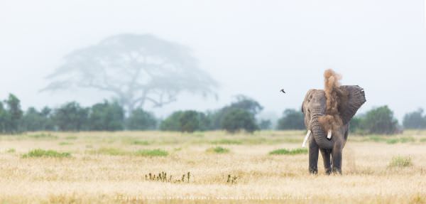 Amboseli Kenya wildlife photo safari with WILD4