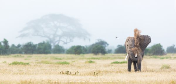 Amboseli Kenya wildlife photo safari with WILD4