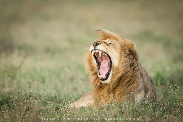 Ndutu Tanzania photographic tour with WILD4