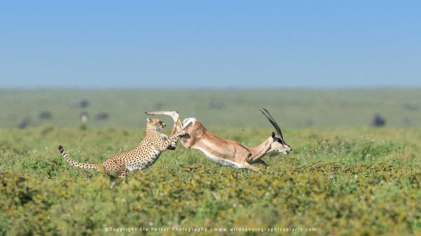 Ndutu Tanzania photographic tour with WILD4