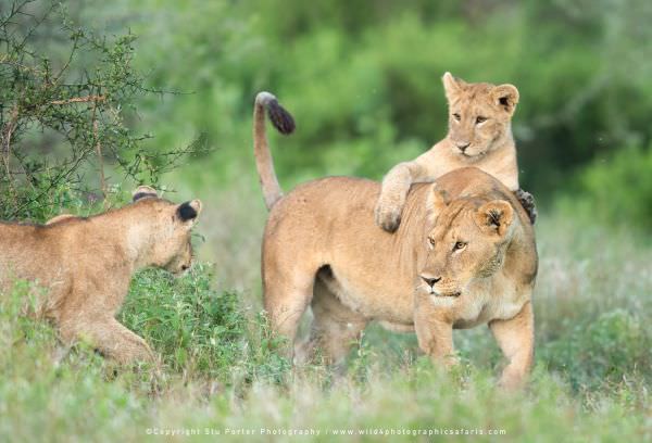 Ndutu Tanzania photographic tour with WILD4