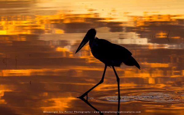 Ndutu Tanzania photographic tour with WILD4