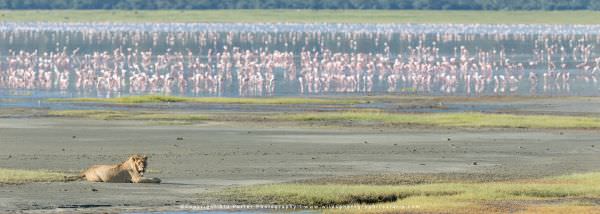 Ngorongoro Crater Tanzania photo trip with wild4