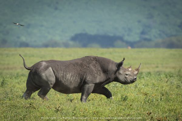 Ngorongoro Crater Tanzania photo trip with wild4