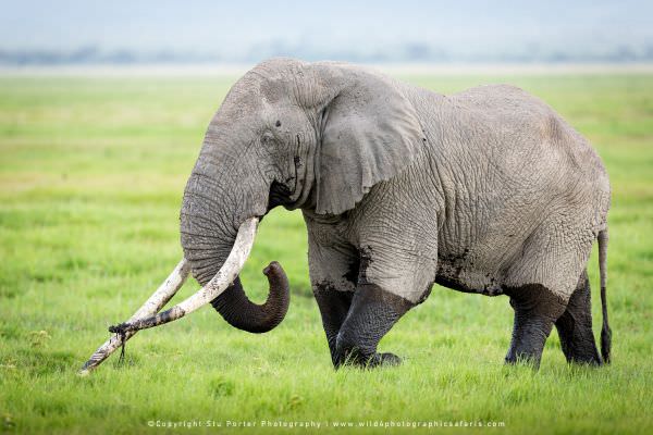 Amboseli Kenya wildlife photo safari with WILD4