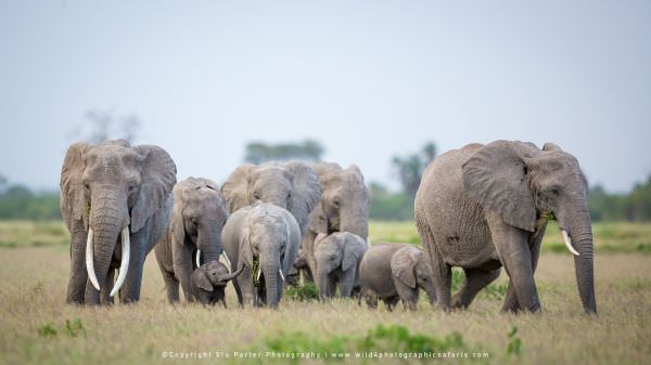 Amboseli Kenya wildlife photo safari with WILD4