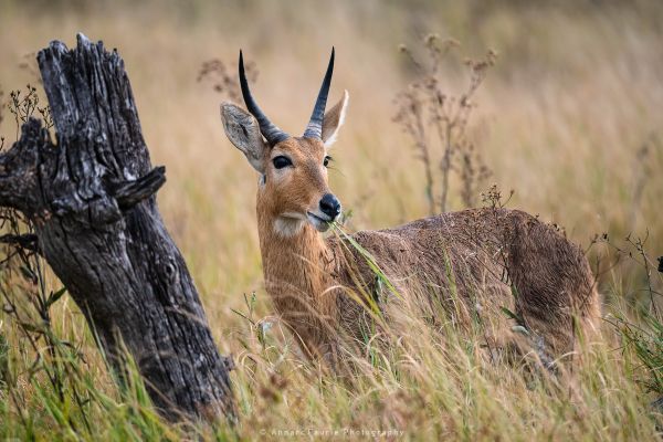 Annari Faurie Photography Botswana