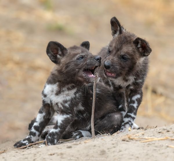 Annari Faurie Photography Botswana