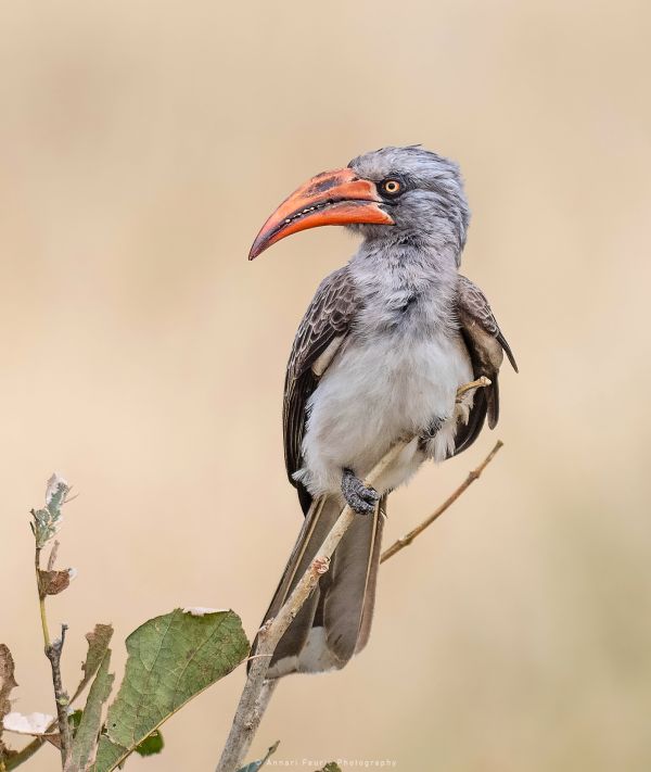 Annari Faurie Photography Botswana