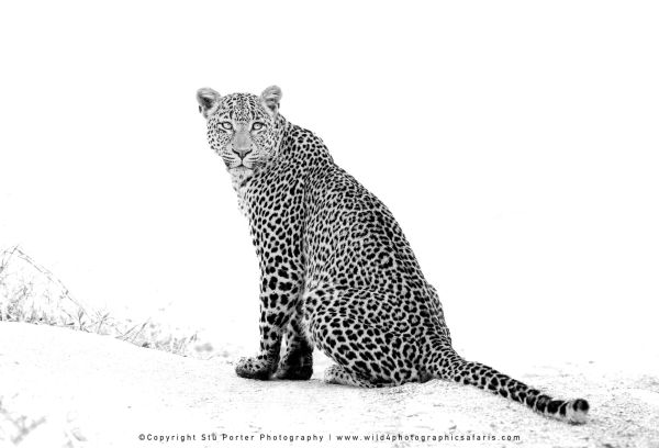 Sibuye female Leopard, MalaMala