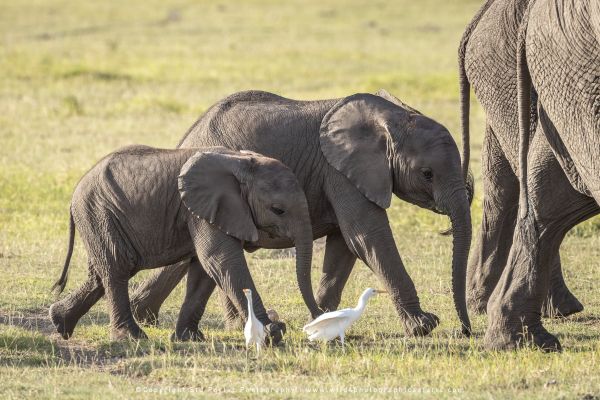 Stu Porter Photography Amboseli Elephants