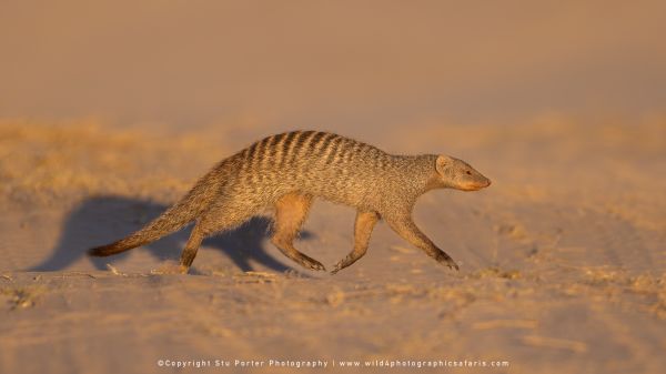 Banded Mongoose running across sandy ground by Stu Porter, Wild4 Photography Tours