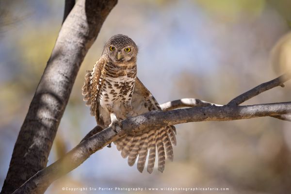 Pearl-spotted Owlet perched on a branch by Stu Porter, Wild4 Photographic Safaris