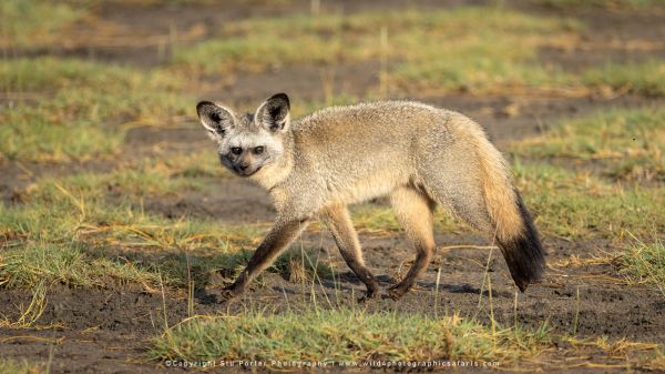 Tanzania Photo Safaris with Stu Porter