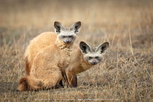 Image of two Bat-eared Foxes in the Ndutu area - Tanzania © Stu Porter Photographic Safaris