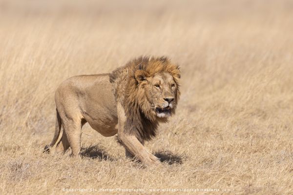 Majestic male lion patrolling grasslands by Stu Porter, Wild4 Photo Safaris