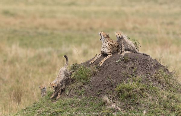 Cheetahs Photo Safaris by WILD4 Photo Tours
