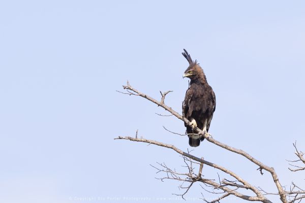 Eagle Photo Safaris by WILD4 Photo Tours