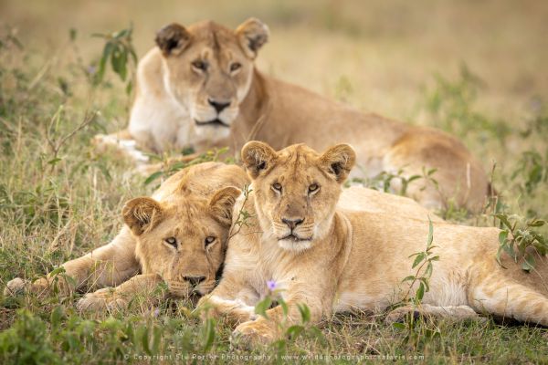 Lioness Copyright Stu Porter Big Cat Photo Safaris Kenya