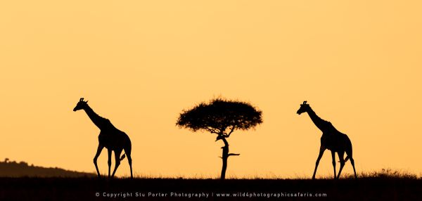 Giraffe Copyright Stu Porter Photography