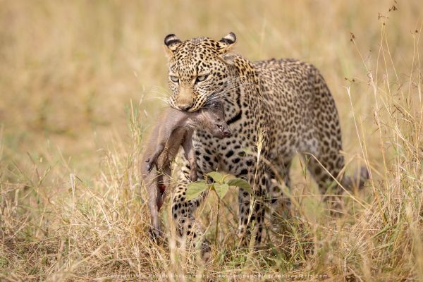Leopard kill WILD4 African Photographic tours Kenya