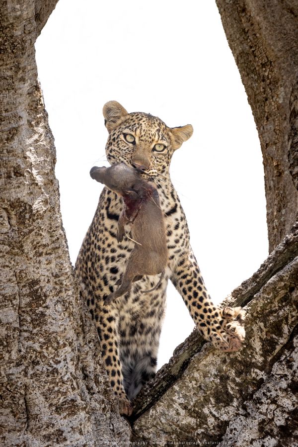 Leopard warthog kill Photo Safaris by WILD4 Photo Tours