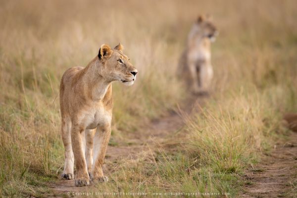Lions Photo Safaris by WILD4 Photo Tours