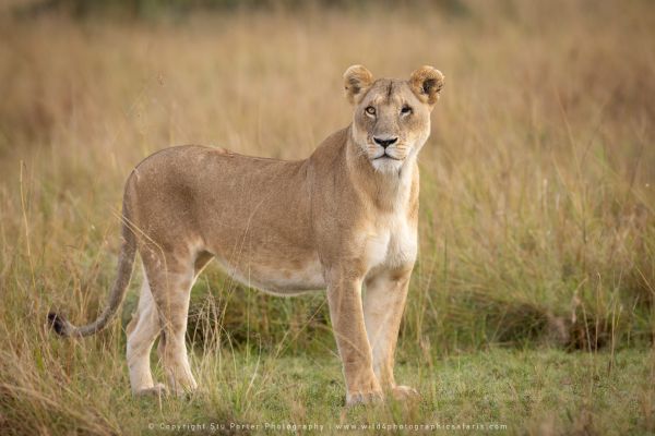 Lioness WILD4 African Photographic tours Kenya