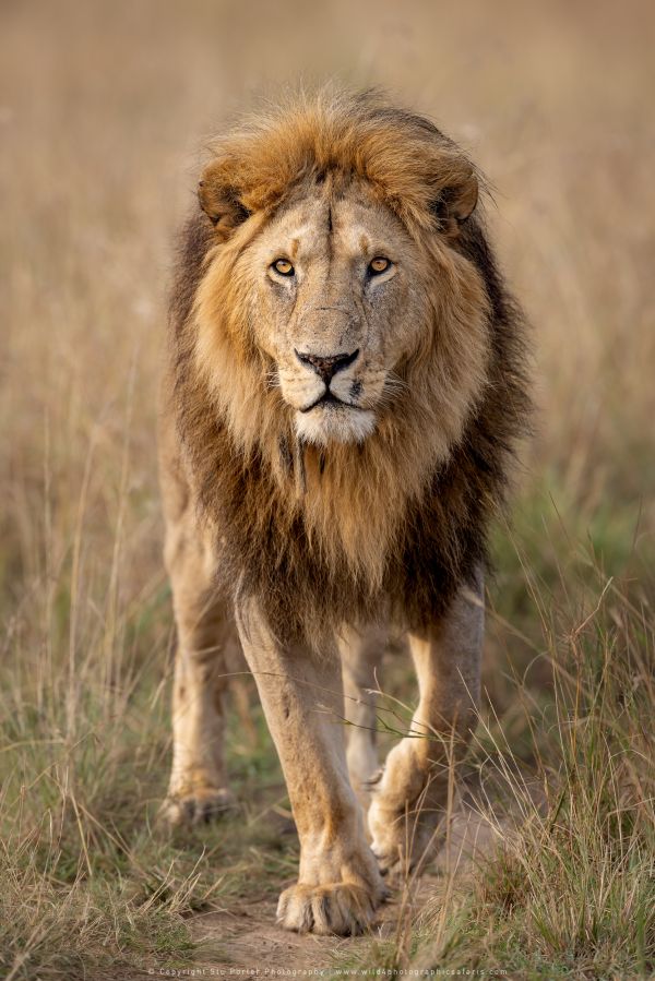Male lion Copyright Stu Porter Big Cat Photo Safaris Kenya